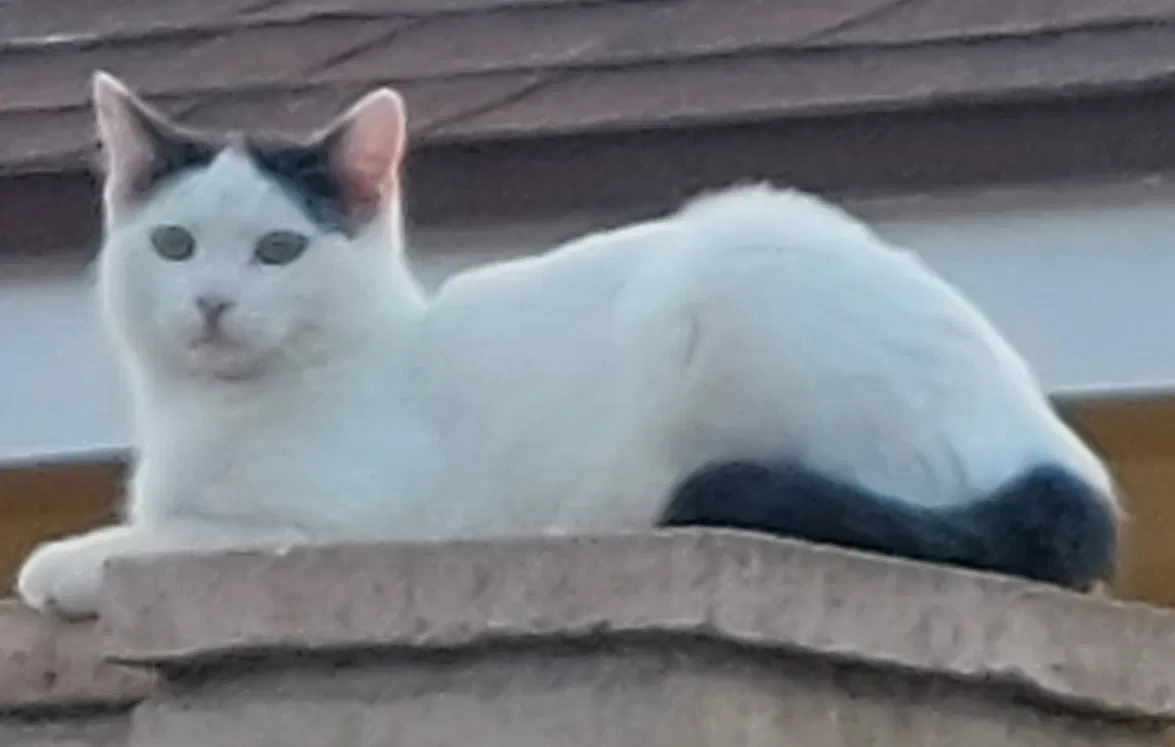 Lost cat in Riverside, CA, 92506