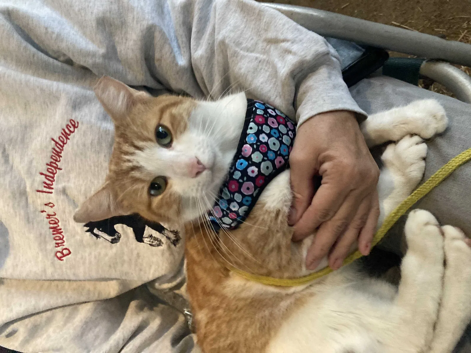 Lost cat in College Grove, TN, 37046