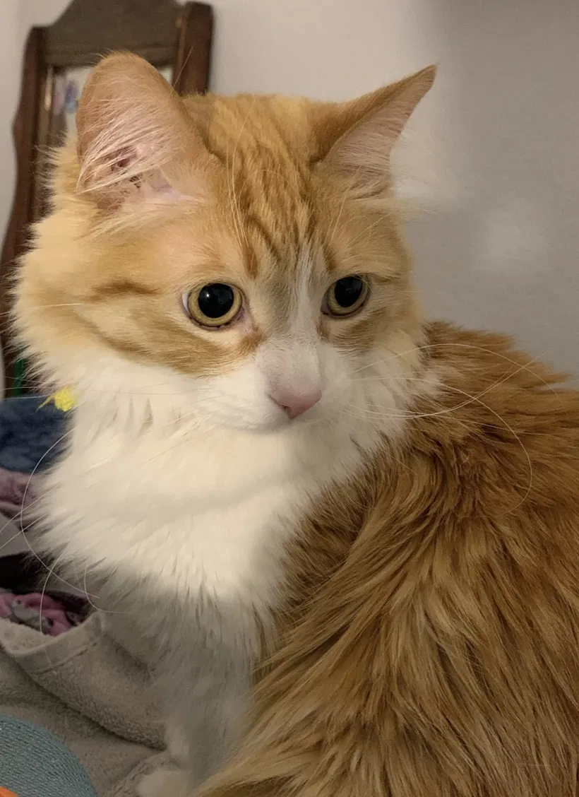 Lost cat in Las Vegas, NV, 89139