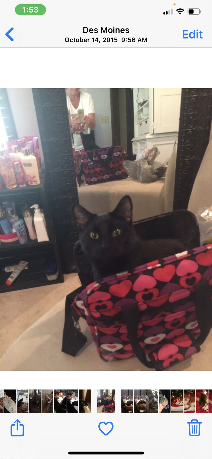 Lost cat in Des Moines, IA, 50317