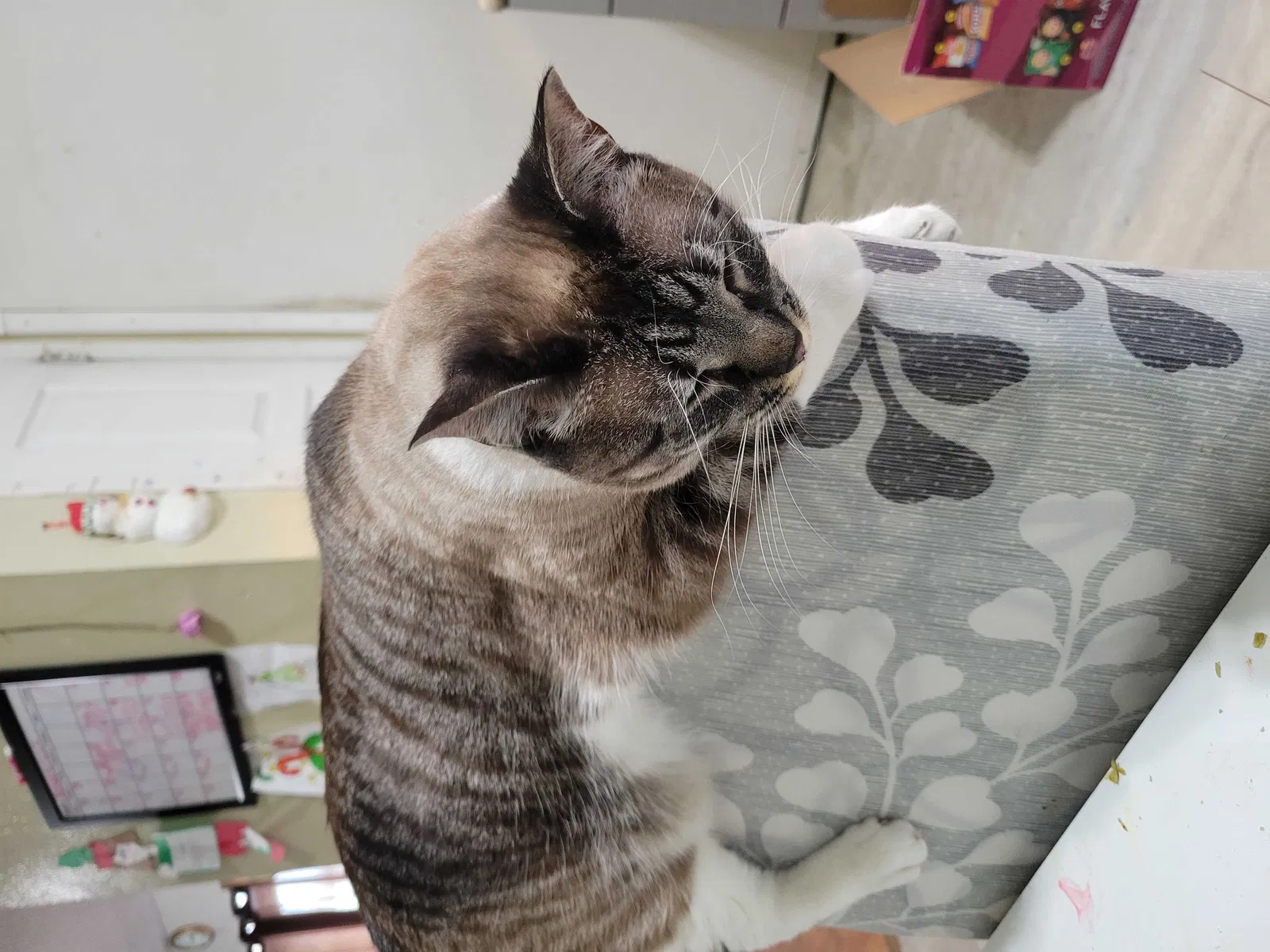 Lost cat in Parker, CO, 80134