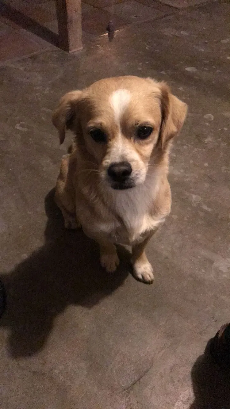 Lost dog in Pacoima, CA, 91331