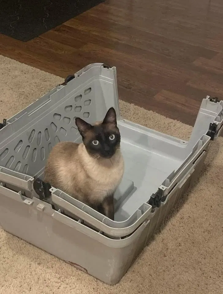 Lost cat in Longmont, CO, 80503