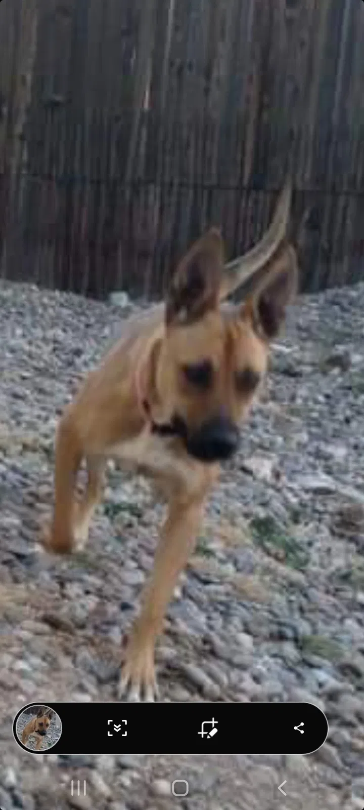 Lost dog in Albuquerque, NM, 87123