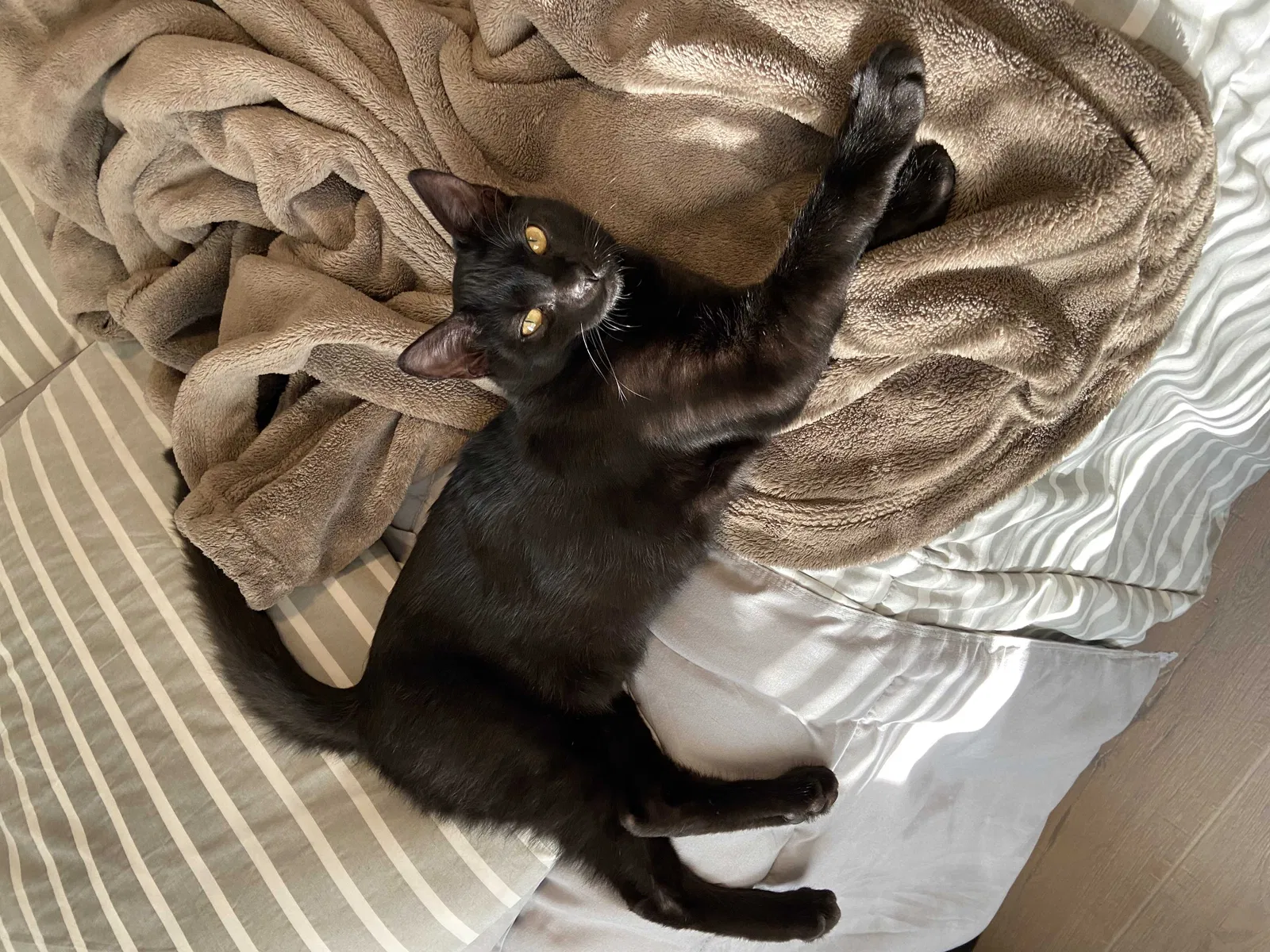 Lost cat in Norwalk, CA, 90650