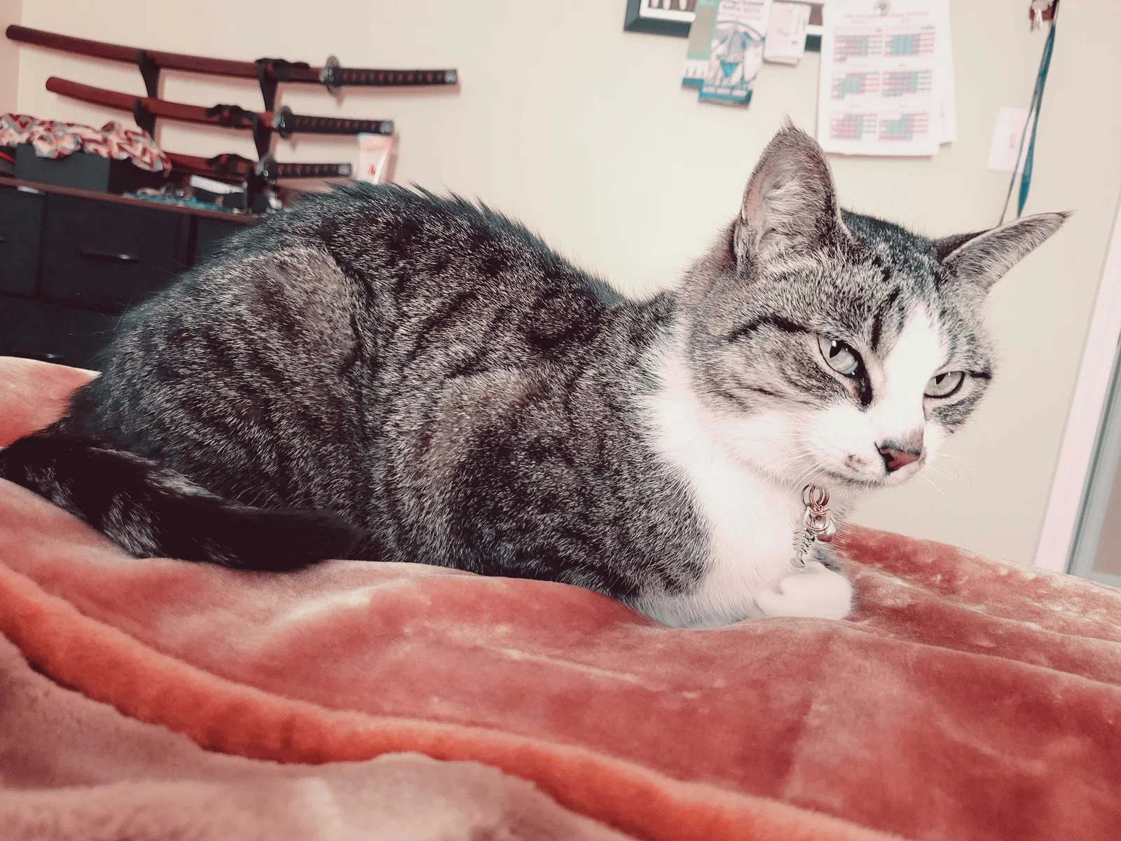 Lost cat in Lawrenceburg, KY, 40342