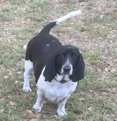 Lost dog in Holiday, FL, 34690