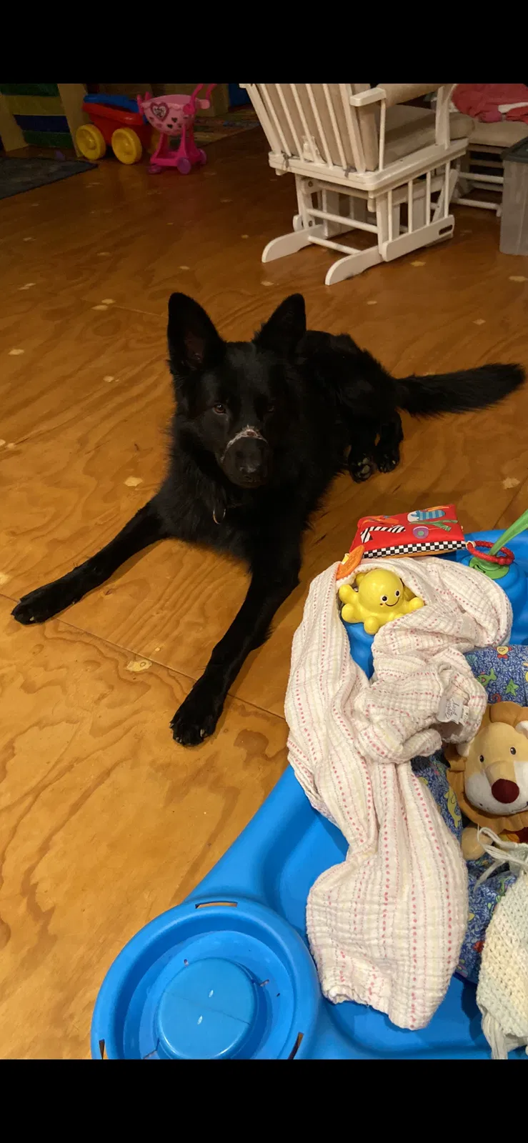 Lost dog in Knoxville, TN, 37912