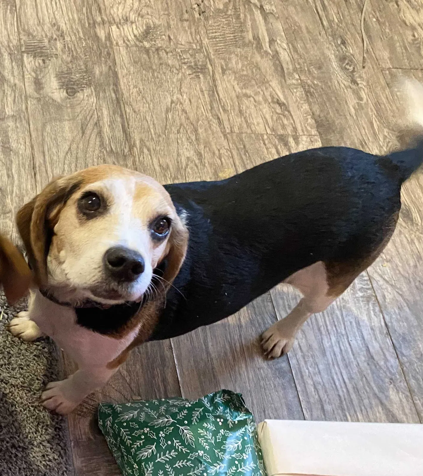 Lost dog in Arlington, TN, 38002