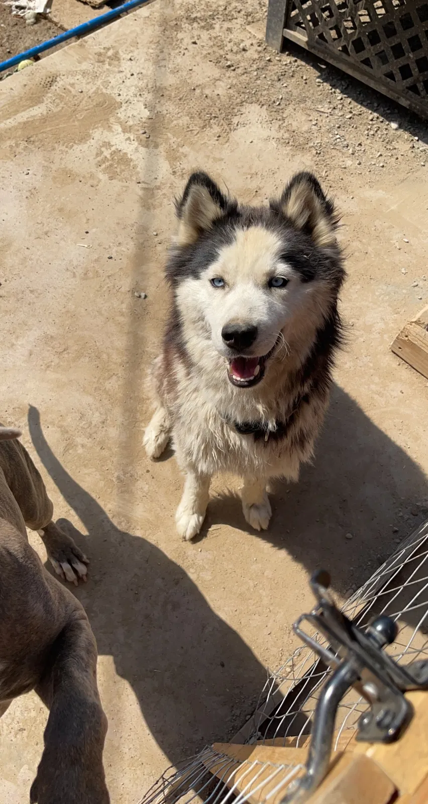 Lost dog in Bakersfield, CA, 93305