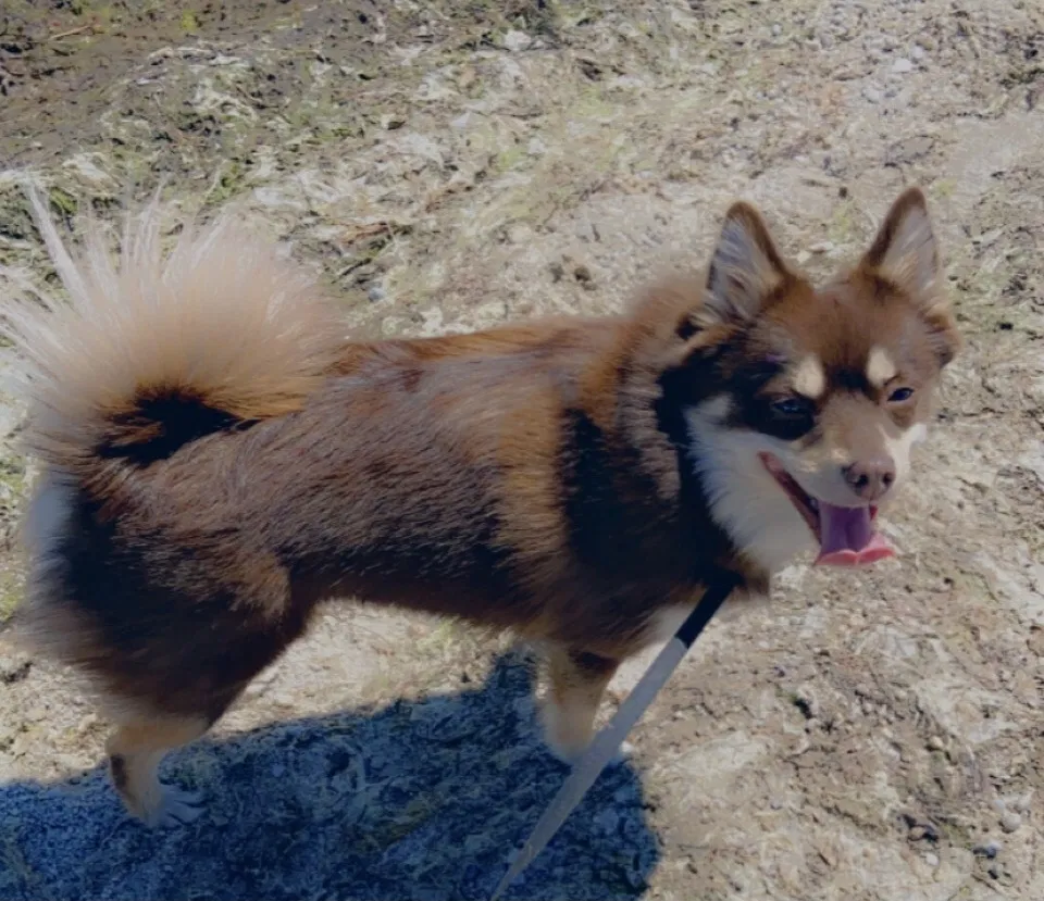 Lost dog in Bay Shore, NY, 11706