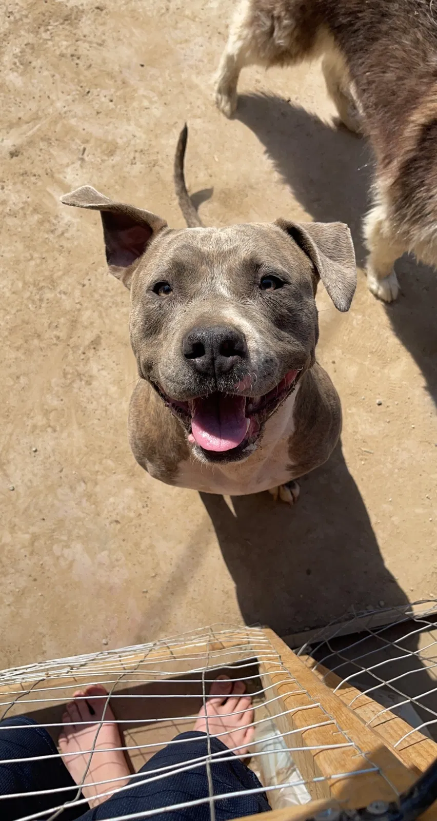 Lost dog in Bakersfield, CA, 93305