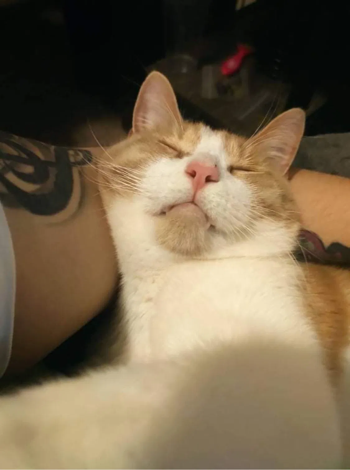Lost cat in Spring, TX, 77373