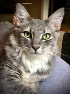 Lost cat in Henrico, VA, 23229