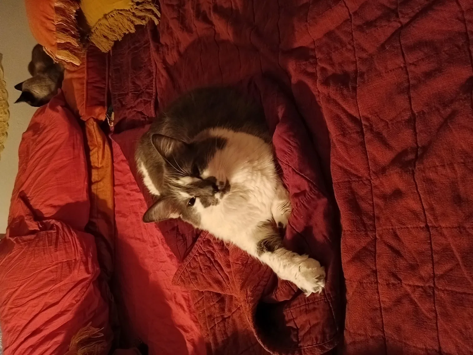 Lost cat in Palm Harbor, FL, 34683