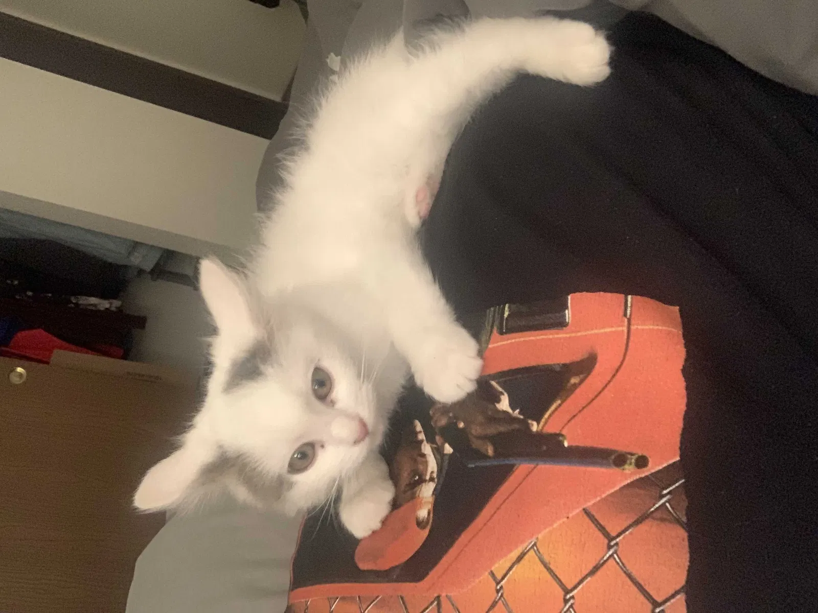 Lost cat in Albuquerque, NM, 87120