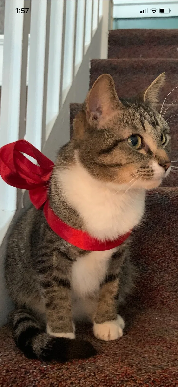 Lost cat in Indiana, PA, 15701