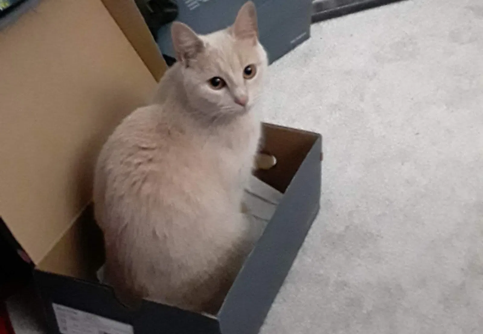 Lost cat in Sicklerville, NJ, 8081