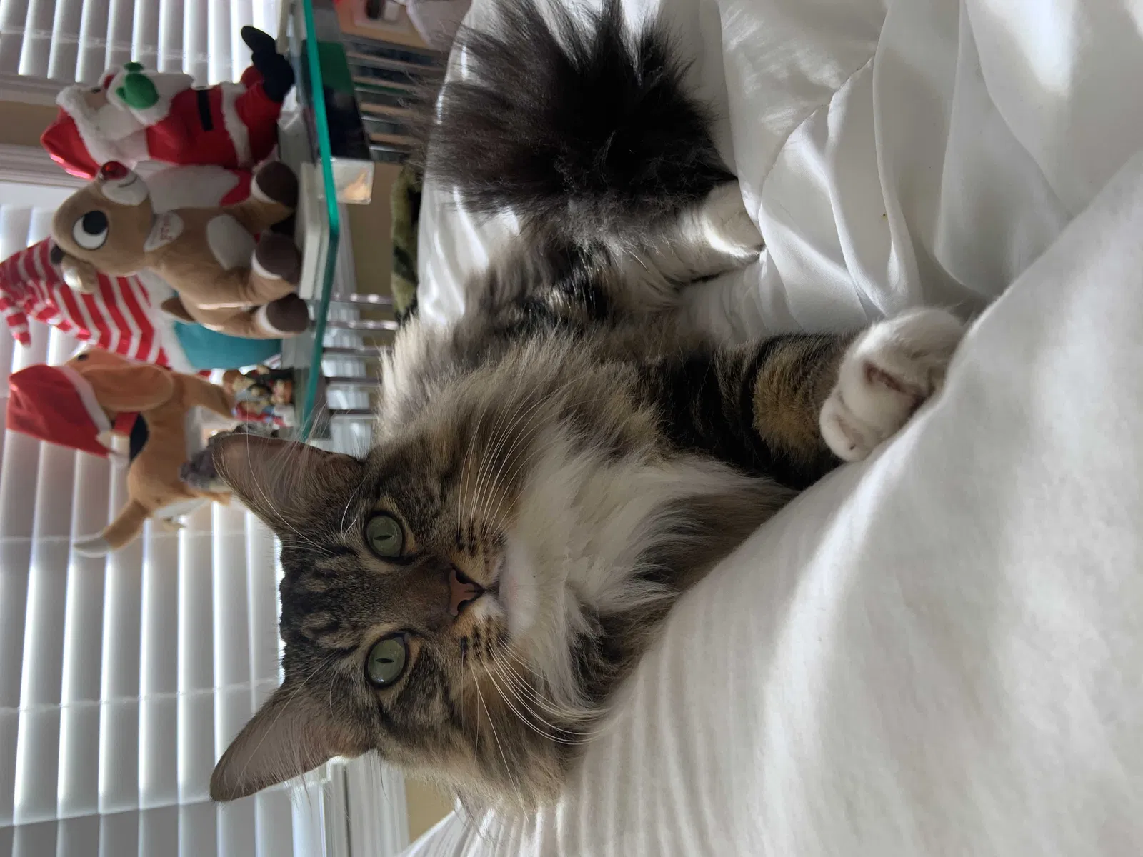 Lost cat in Fort Lauderdale, FL, 33308