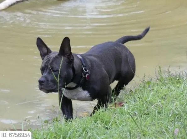 Lost dog in Cantonment, FL, 32533