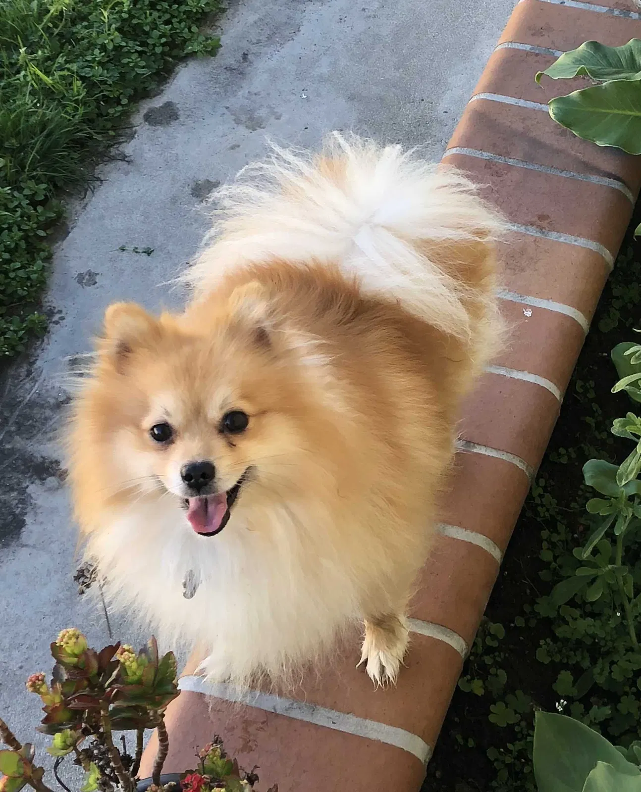 Lost dog in Pico Rivera, CA, 90660