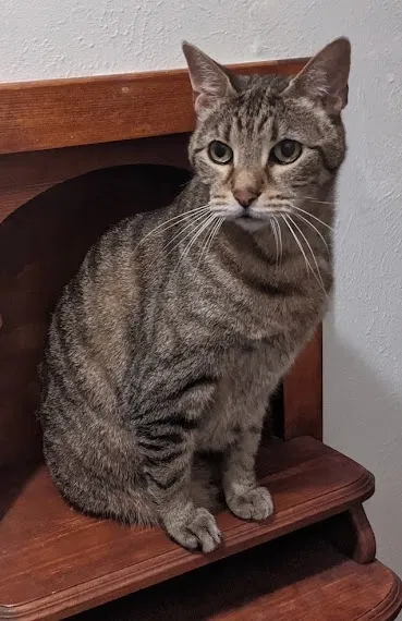 Lost cat in Haltom City, TX, 76117