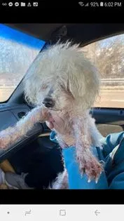 Lost dog in York, PA, 17404