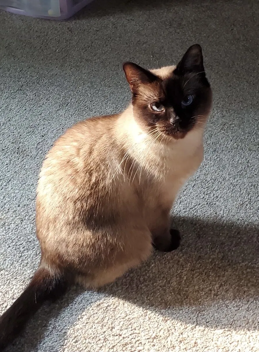 Lost cat in Tulsa, OK, 74105