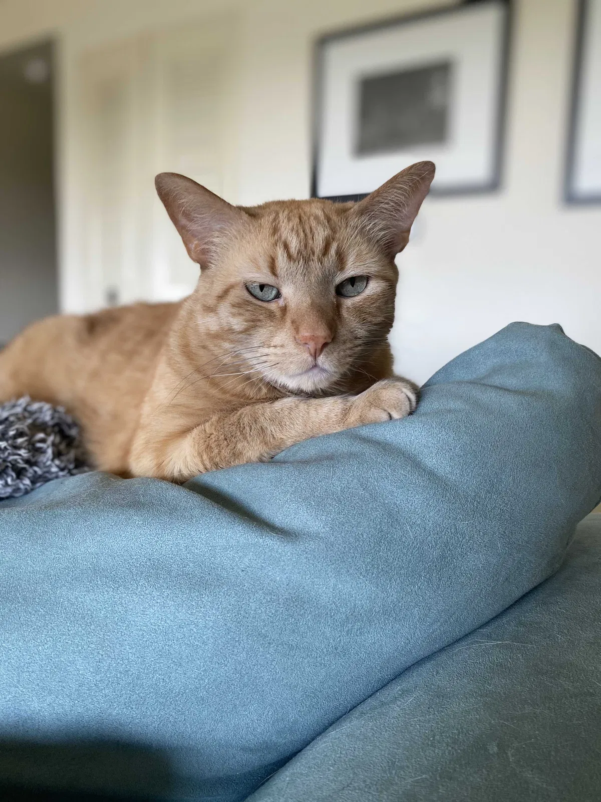 Lost cat in Oceanside, CA, 92058