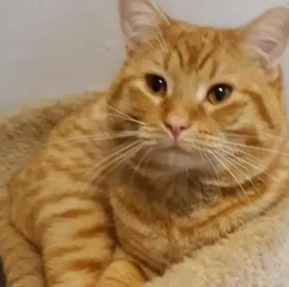 Lost cat in Unknown, MN, 55050