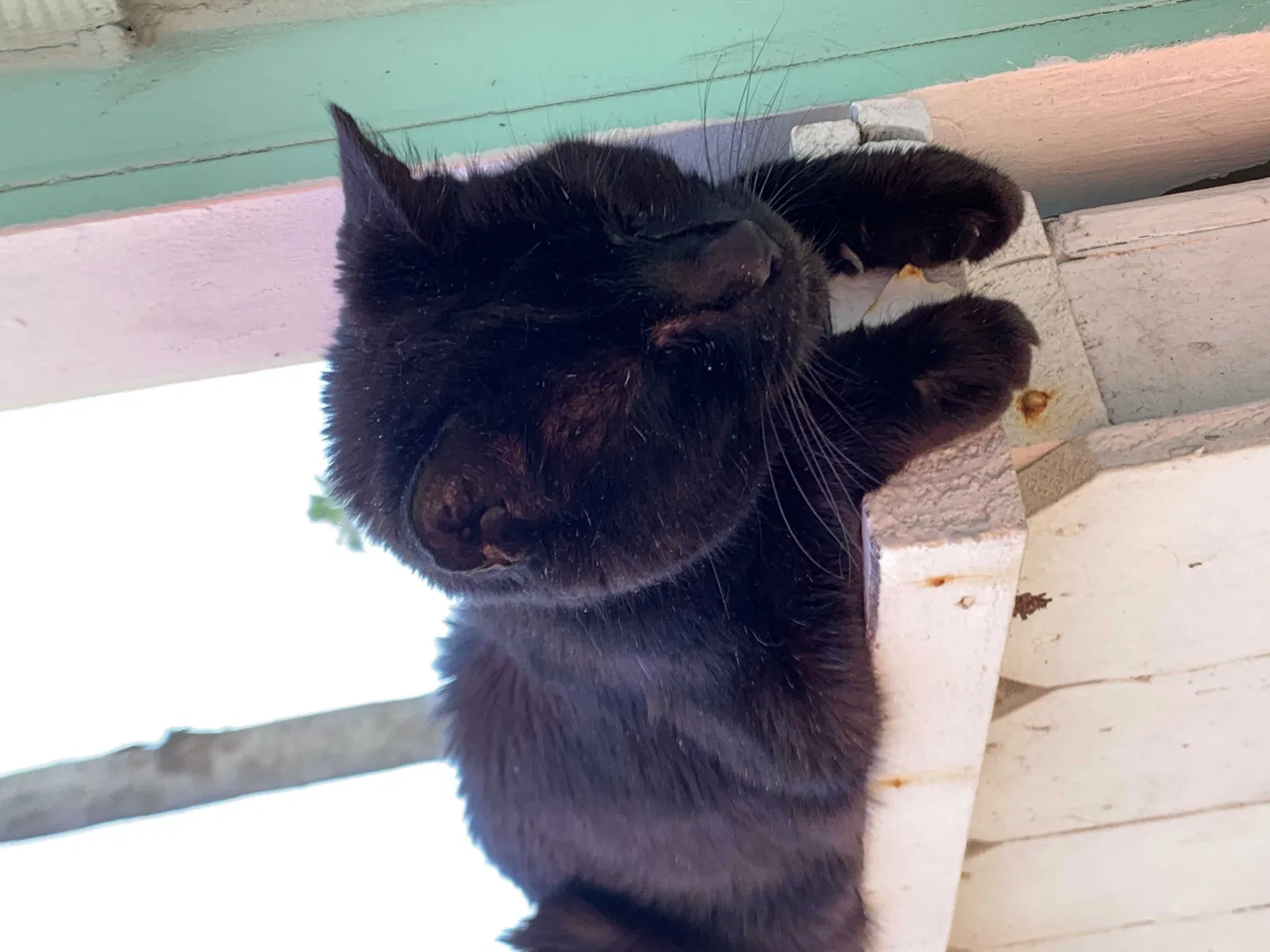 Lost cat in Galveston, TX, 77551