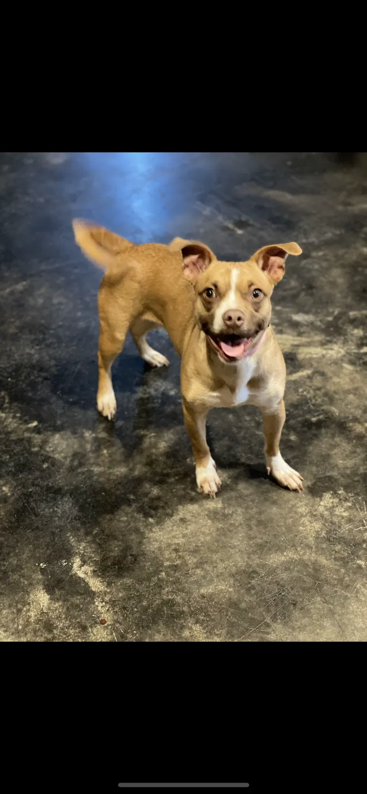 Lost dog in Jonesboro, AR, 72401