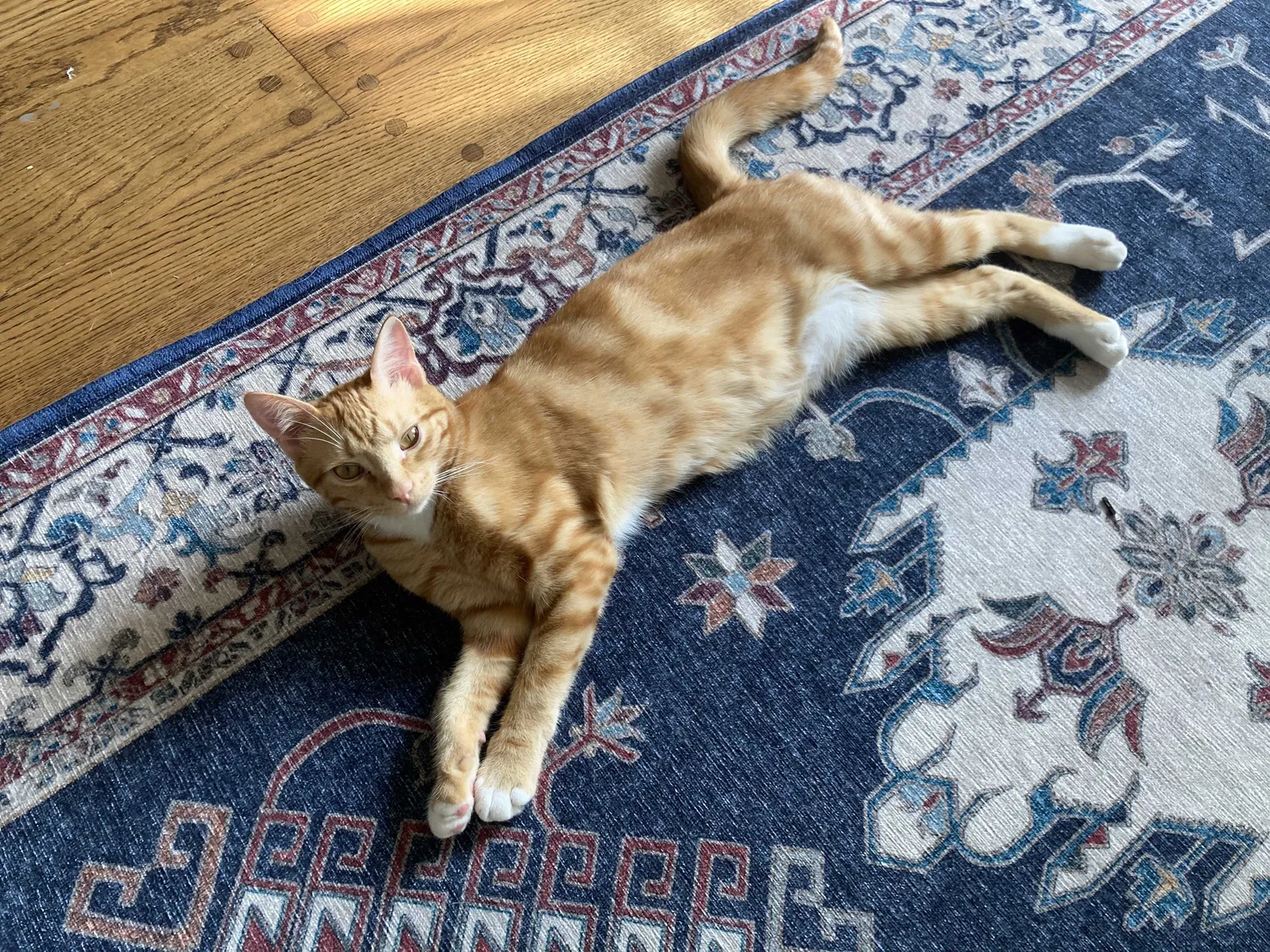 Lost cat in San Antonio, TX, 78212