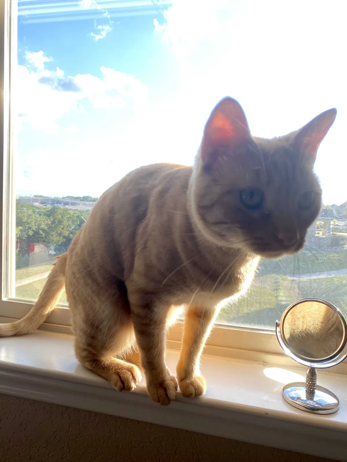Lost cat in San Antonio, TX, 78259