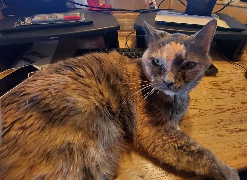 Lost cat in Long Beach, CA, 90804