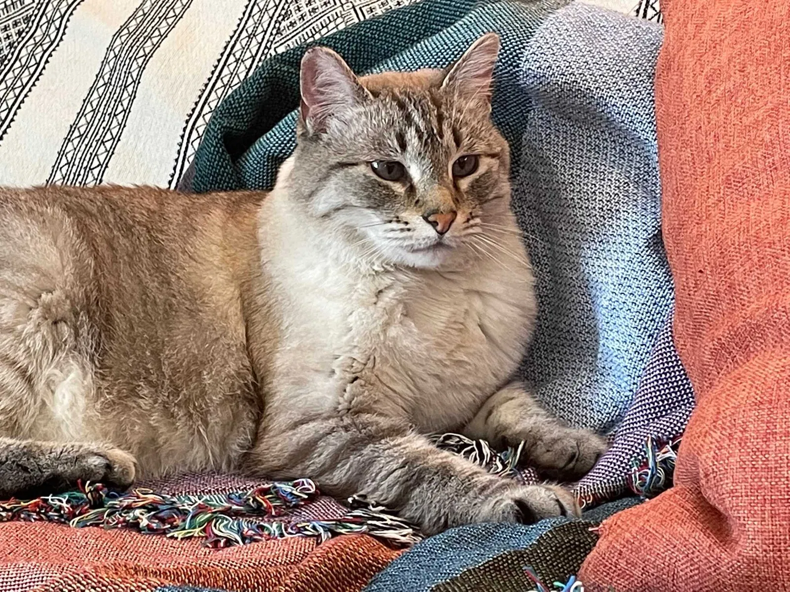 Lost cat in Albuquerque, NM, 87120