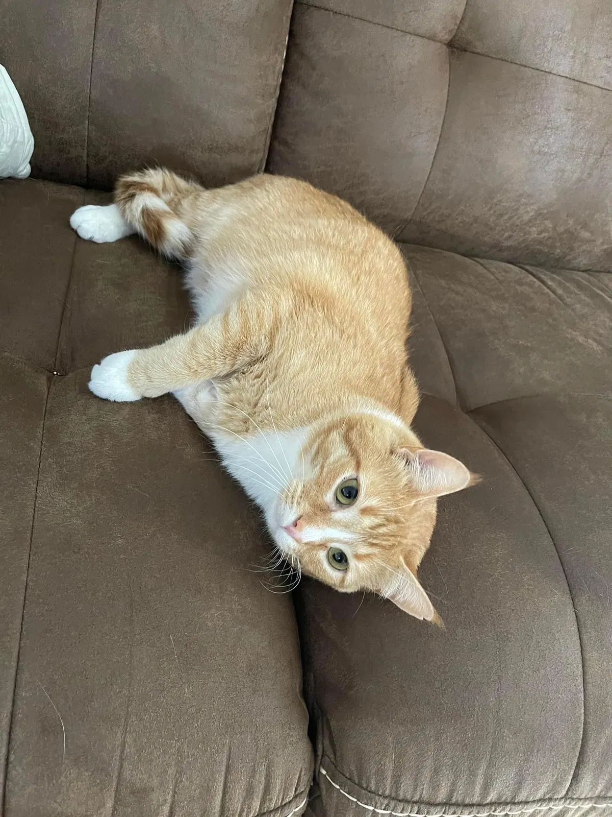 Lost cat in Delaware, OH, 43015