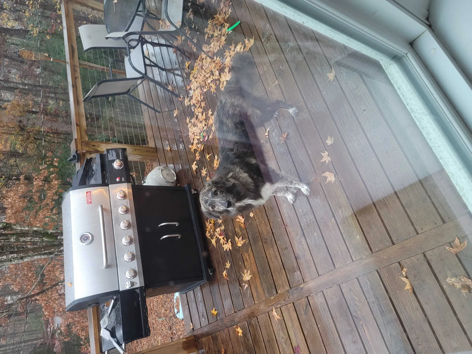 Lost dog in Little Rock, AR, 72210
