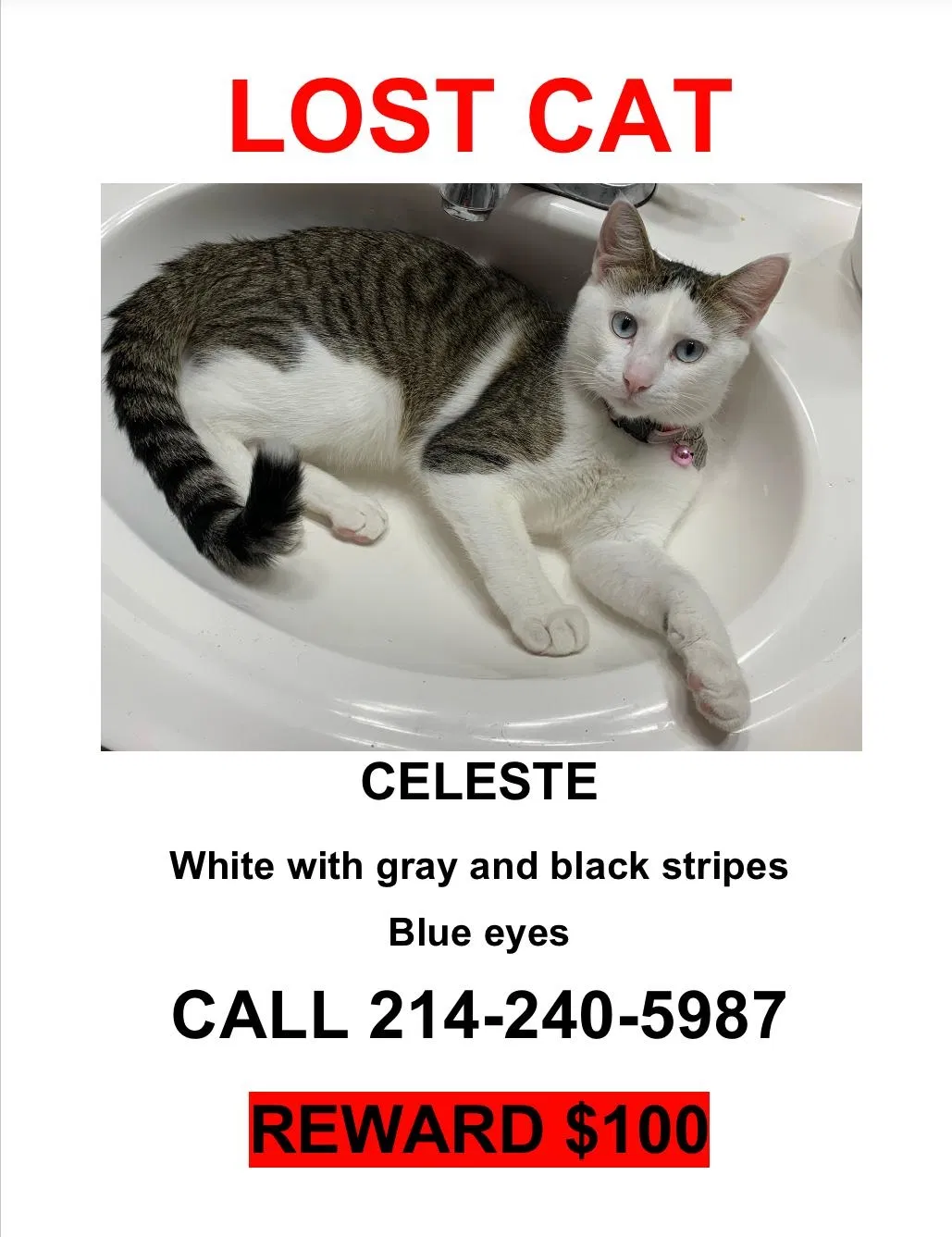 Lost cat in Dallas, TX, 75236