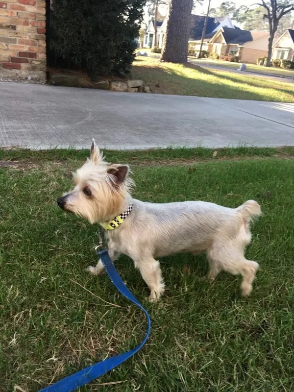 Lost dog in Houston, TX, 77091