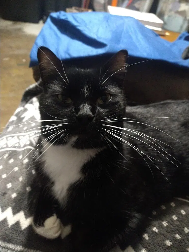Lost cat in Hurst, TX, 76053