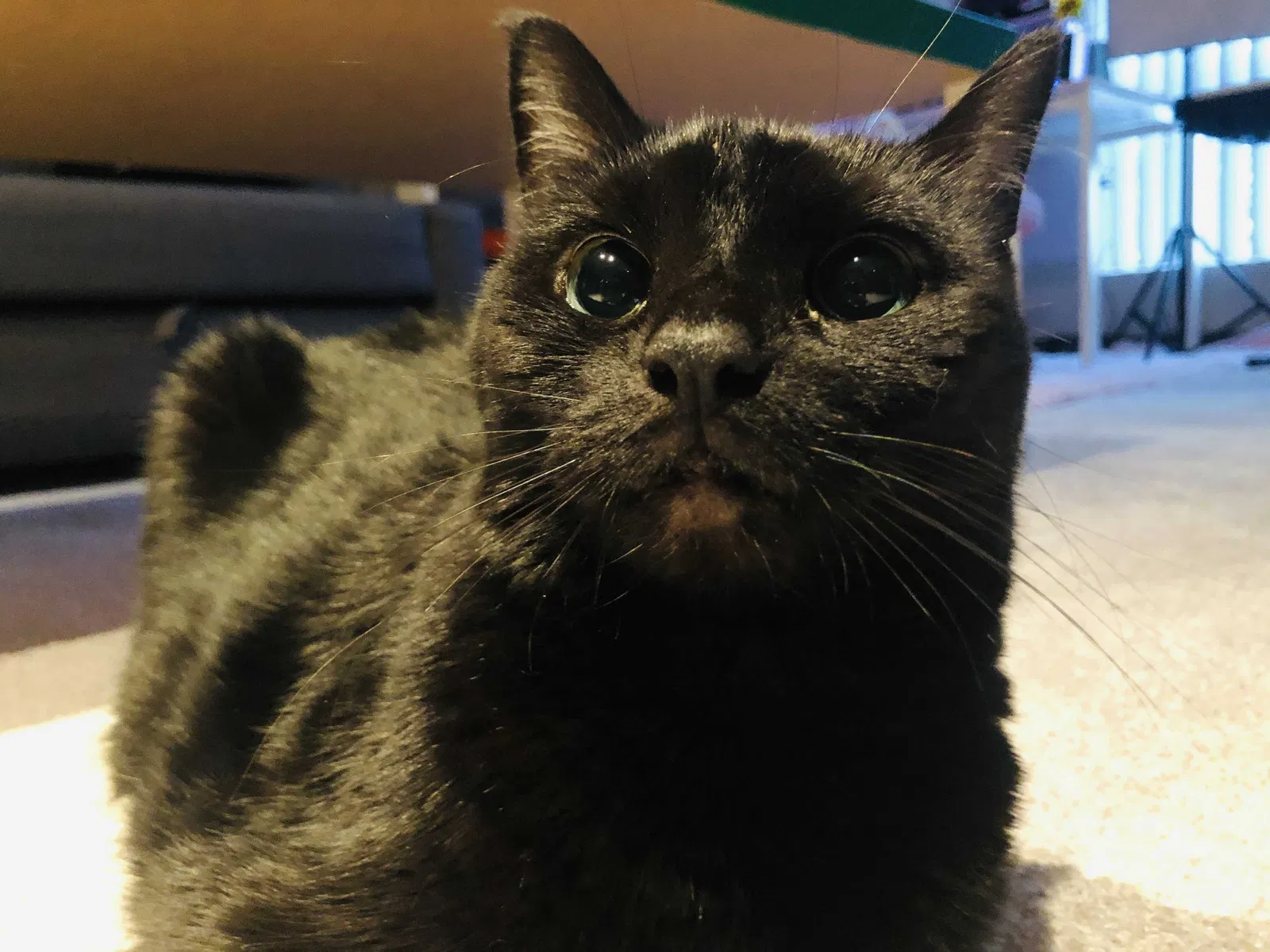 Lost cat in Raleigh, NC, 27606