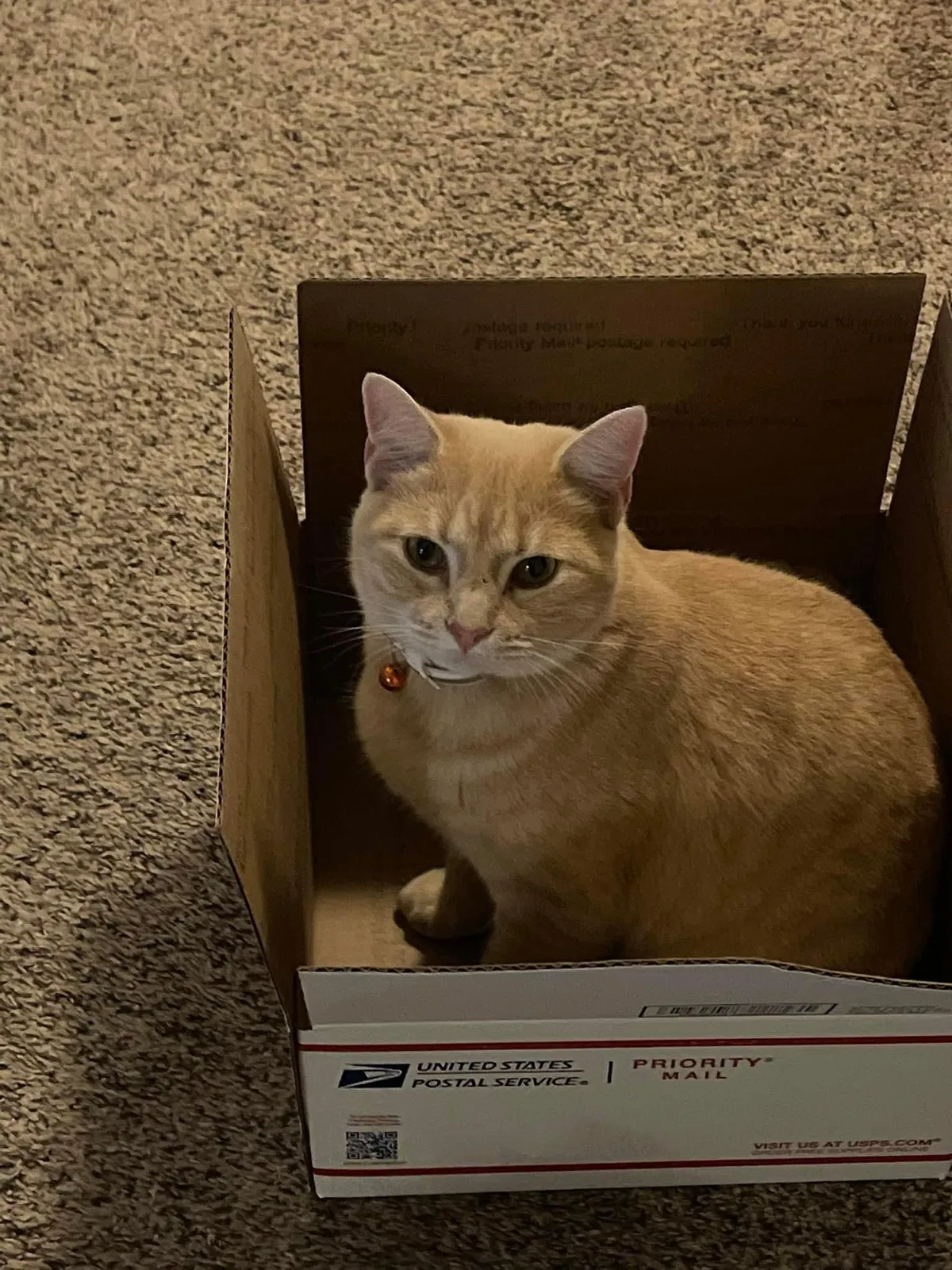 Lost cat in Bennington, NE, 68007