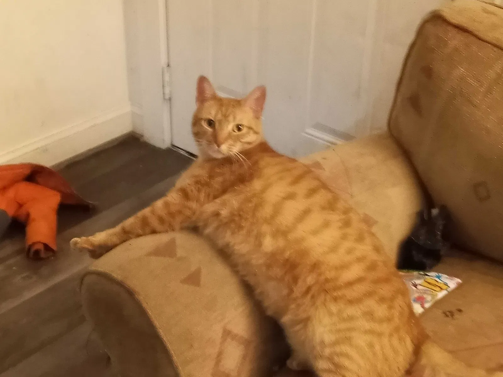 Lost cat in Louisville, KY, 40208