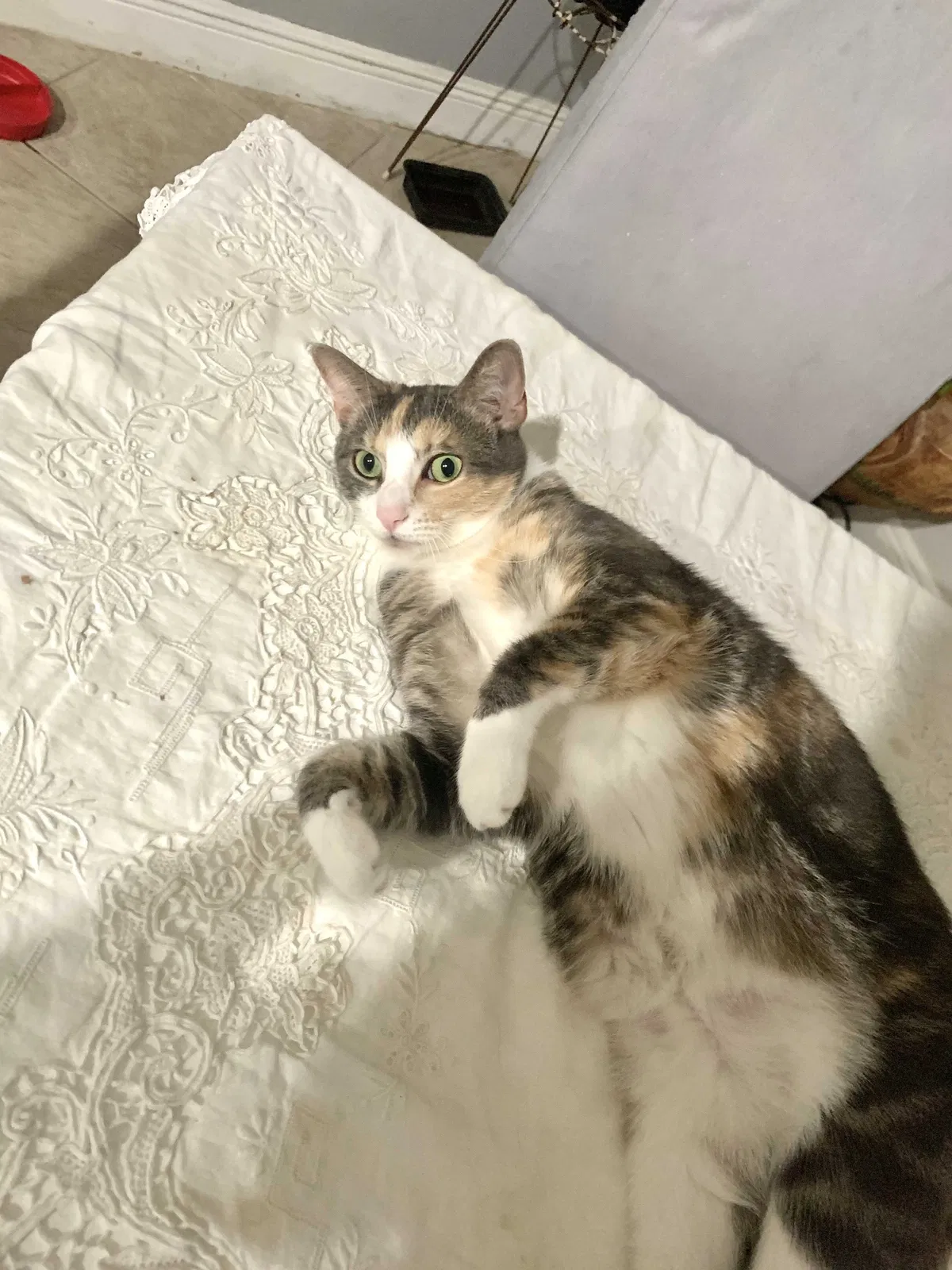 Lost cat in Jupiter, FL, 33477