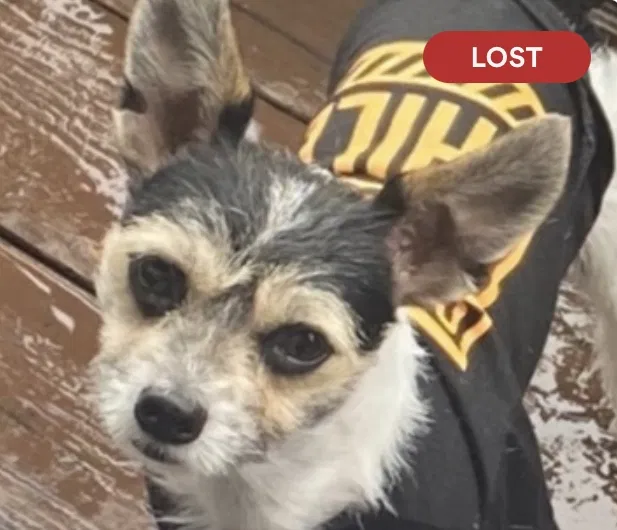 Lost dog in Vallejo, CA, 94591