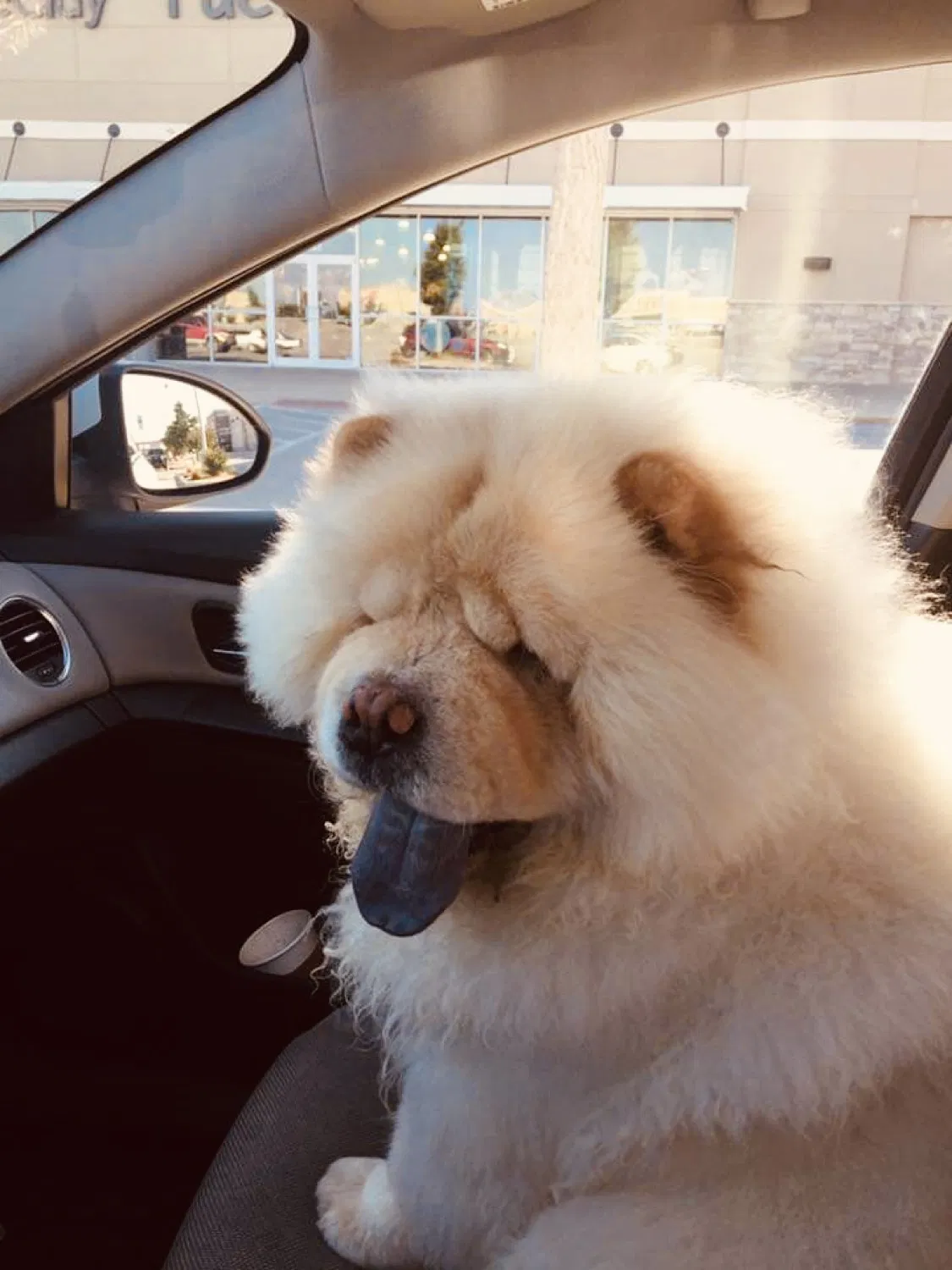 Lost dog in Hinton, OK, 73047