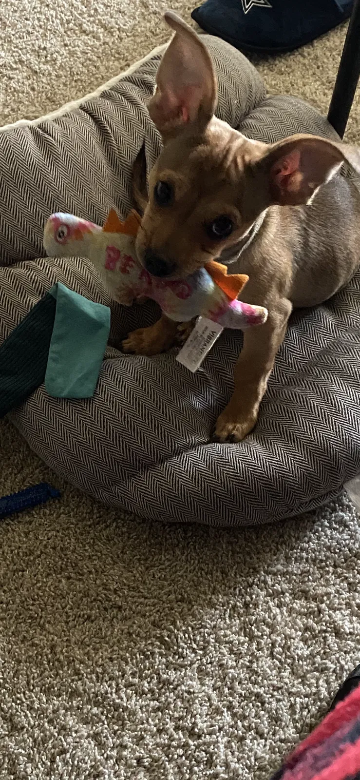 Lost dog in Plano, TX, 75075