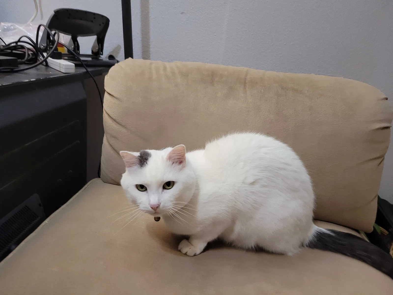 Lost cat in Aurora, CO, 80013