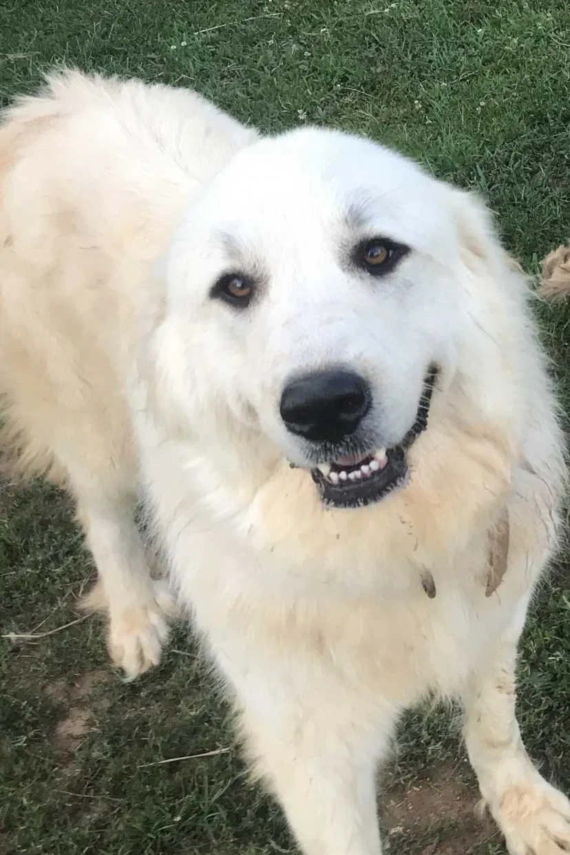 Lost dog in Cynthiana, KY, 41031